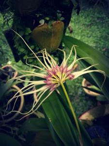 Bulbophyllum Thai Spider