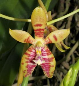 Phalaenopsis Corona