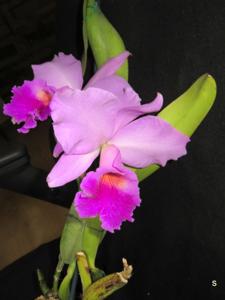 Rhyncholaeliocattleya Wichmanns Liebling