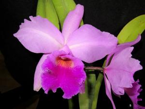 Rhyncholaeliocattleya Wichmanns Liebling