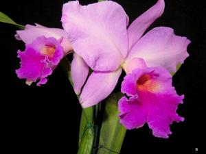 Rhyncholaeliocattleya Wichmanns Liebling