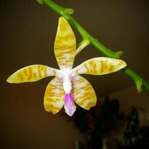 Phalaenopsis Li Sun High