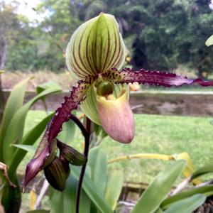 Paphiopedilum Shireen