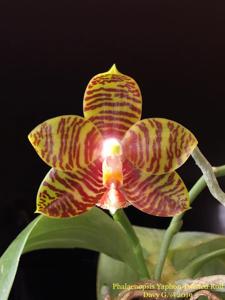 Phalaenopsis Yaphon Twisted Roll