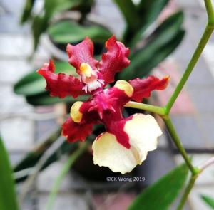 Oncidium Jairak Fragrance