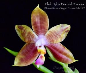 Phalaenopsis Pylo's Emerald Princess