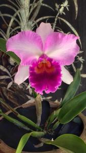 Rhyncholaeliocattleya Pink Diamond