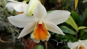 Dendrobium Sweet Dawn