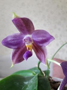 Phalaenopsis Eddy Liuli