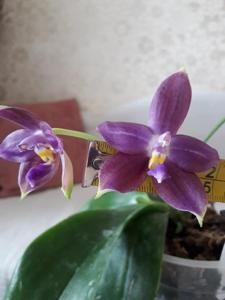 Phalaenopsis Eddy Liuli