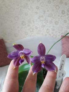 Phalaenopsis Eddy Liuli