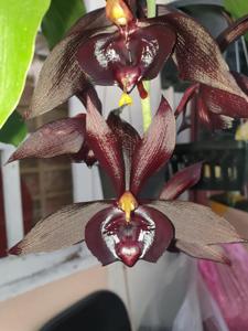 Catasetum Memoria Hon San