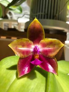 Phalaenopsis LD Emerald Dragon