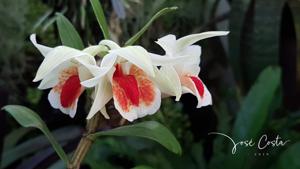 Dendrobium Dawn Maree