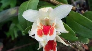 Dendrobium Dawn Maree