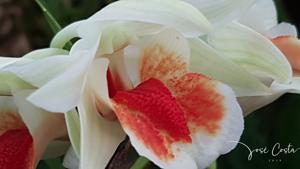 Dendrobium Dawn Maree