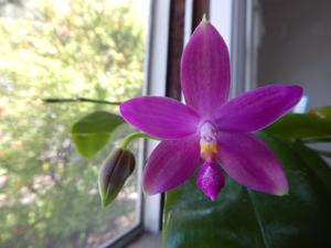 Phalaenopsis Jennifer Palermo