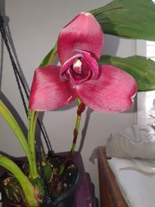 Lycaste Jackpot