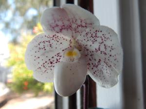 Paphiopedilum QF Mini