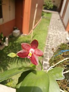 Phalaenopsis Bedford Belle