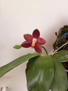 Phalaenopsis Bedford Belle