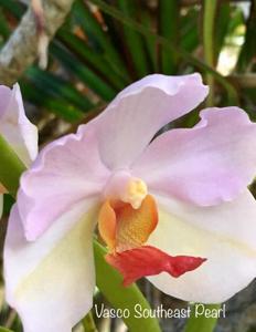 Vanchoanthe South East Pearl