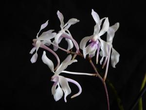 Vandoglossum Doctor Judy