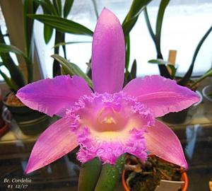 Rhyncholaeliocattleya Cordelia