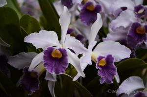 Cattleya Canhamiana