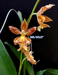 Oncidopsis Living Fire