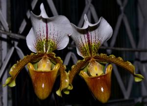 Paphiopedilum Leeanum