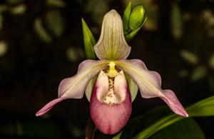 Phragmipedium sedenii