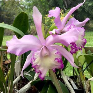 Rhyncholaeliocattleya Priscilla Howard