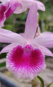 Dendrobium Mentor