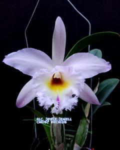 Rhyncholaeliocattleya Joyce Jewell