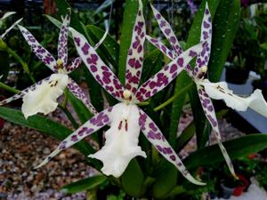 Bratonia Mardi Gras