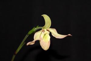 Phragmipedium Baerbel