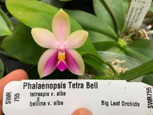 Phalaenopsis Tetra Bell