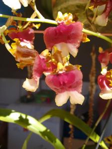 Oncidium Hawaiian Sunset