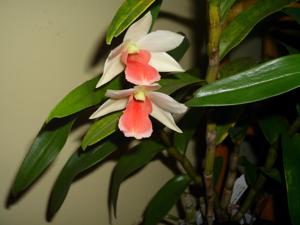 Dendrobium Minjoot Florence Veronica