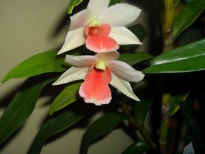 Dendrobium Minjoot Florence Veronica