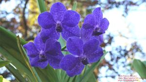 Vanda Princess Mikasa