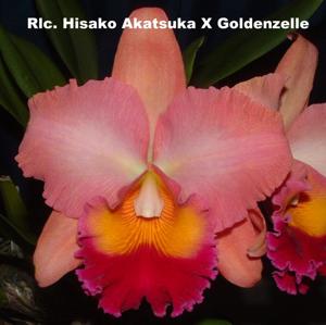 Rhyncholaeliocattleya Sedona's Golden Queen