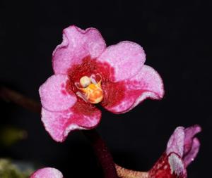 Sarcochilus Kulnura Ballerina