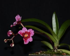 Sarcochilus Kulnura Ballerina