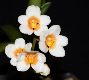 Sarcochilus Kulnura High