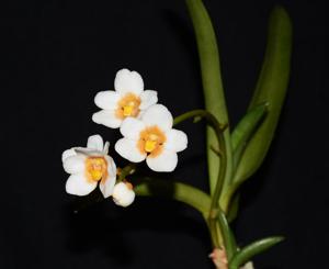 Sarcochilus Kulnura High