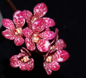 Sarcochilus Rosella