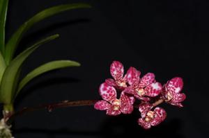 Sarcochilus Rosella