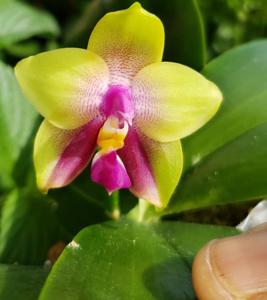 Phalaenopsis bellina-Mituo Princess